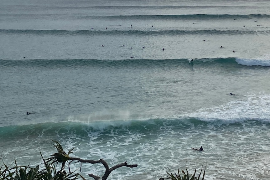 Blue ocean with rolling waves and trees in the foreground, dozens of surfers paddling to catch waves