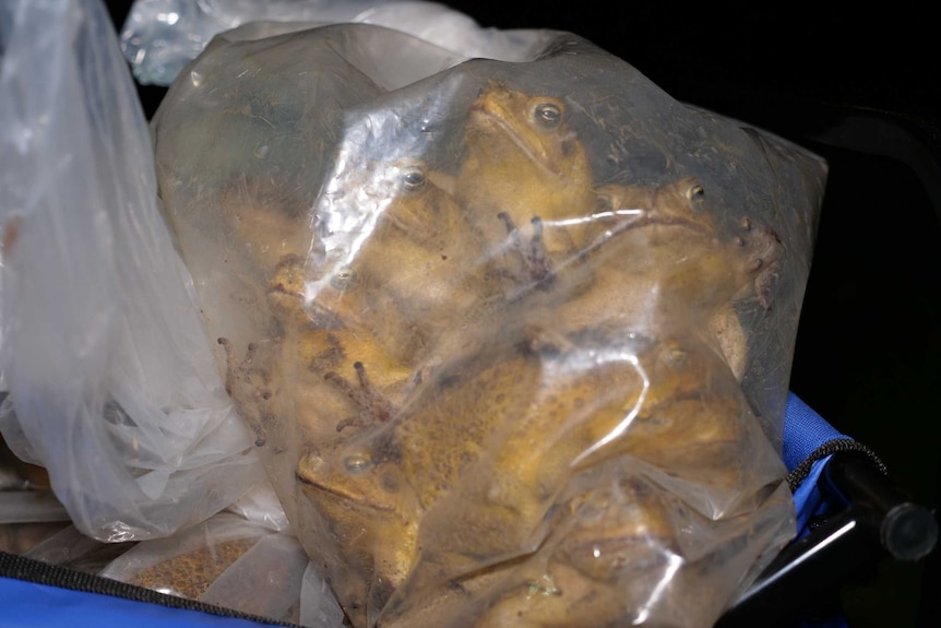 Cane toads in a plastic bag.