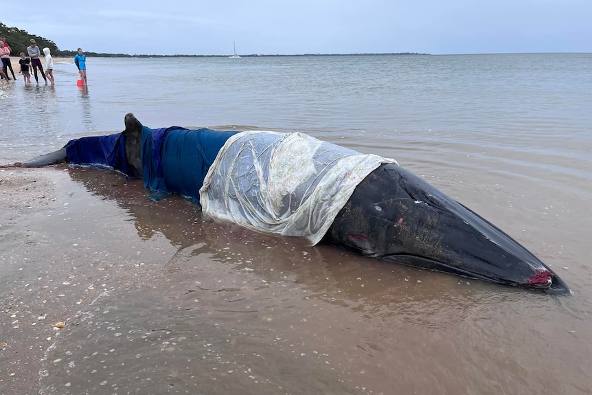 A beached whale covered in wet tarps 