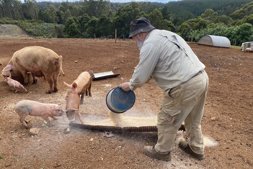Pigs feast on grain in troughs on the muddy ground whilst a bearded man tips grain into the troughs.