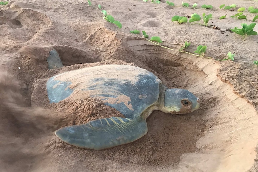 A turtle nesting on the shore.