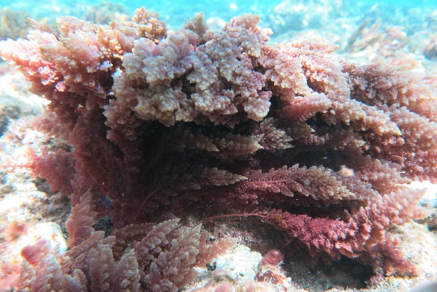 Pink-coloured seaweed