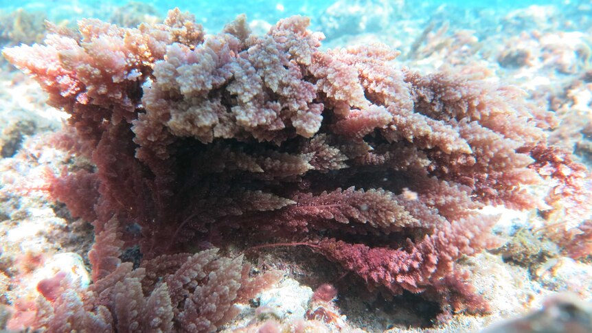 Pink-coloured seaweed