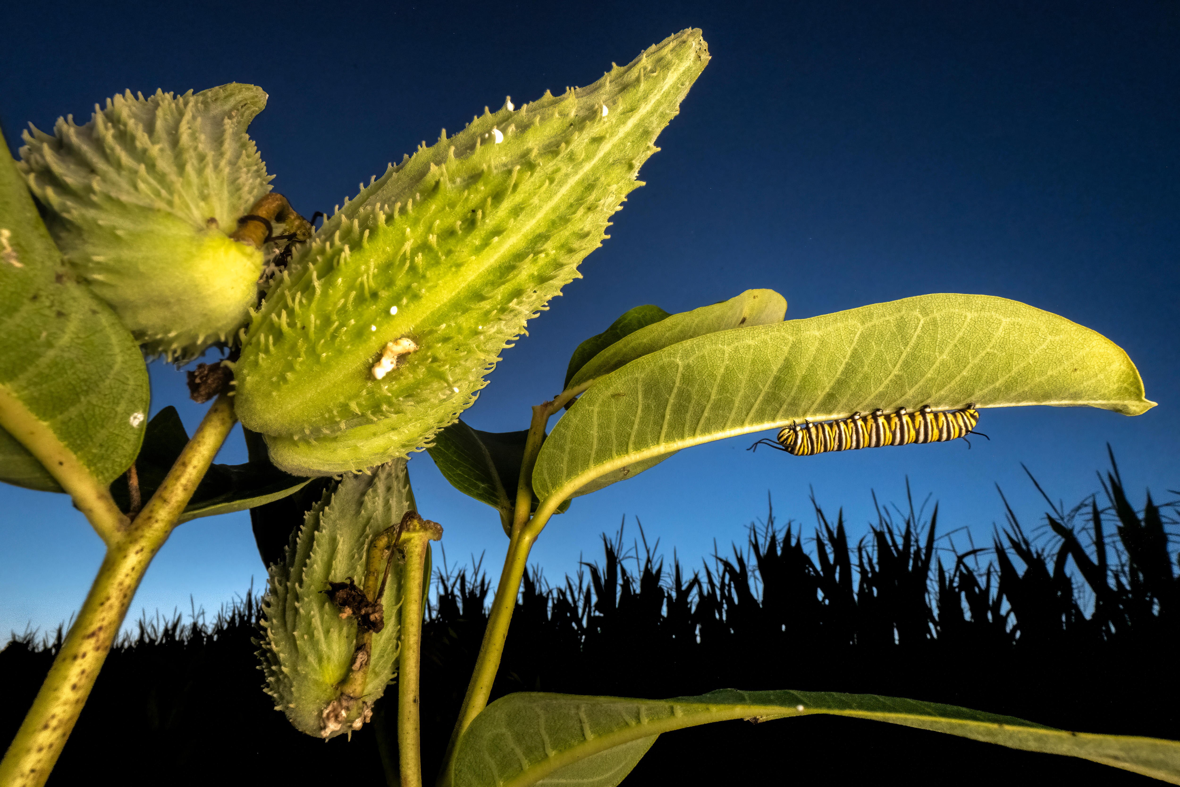 A close up of monarch butterfly caterpillars on a plant