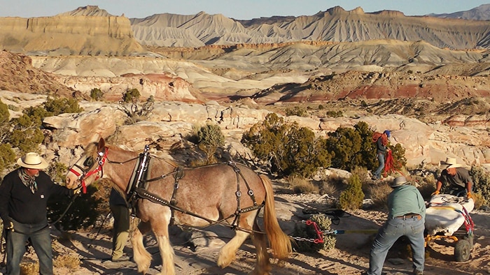Clydesdale pulling cart with giant dinosaur bone in Utah desert