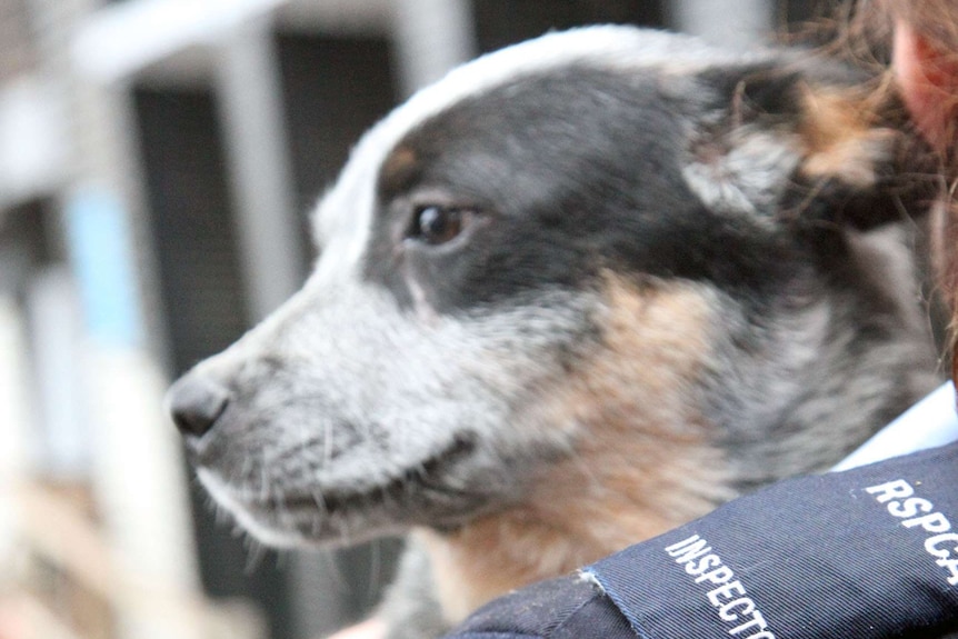 Dog seized from Wendouree, Victoria property, in arms of RSPCA officer