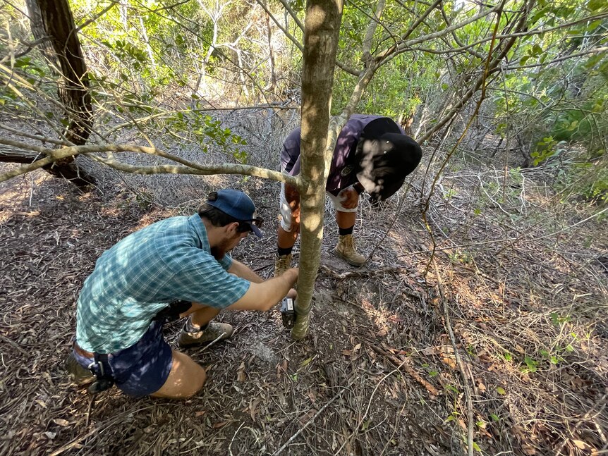 two men lean towards a tree trunk to install a small camera
