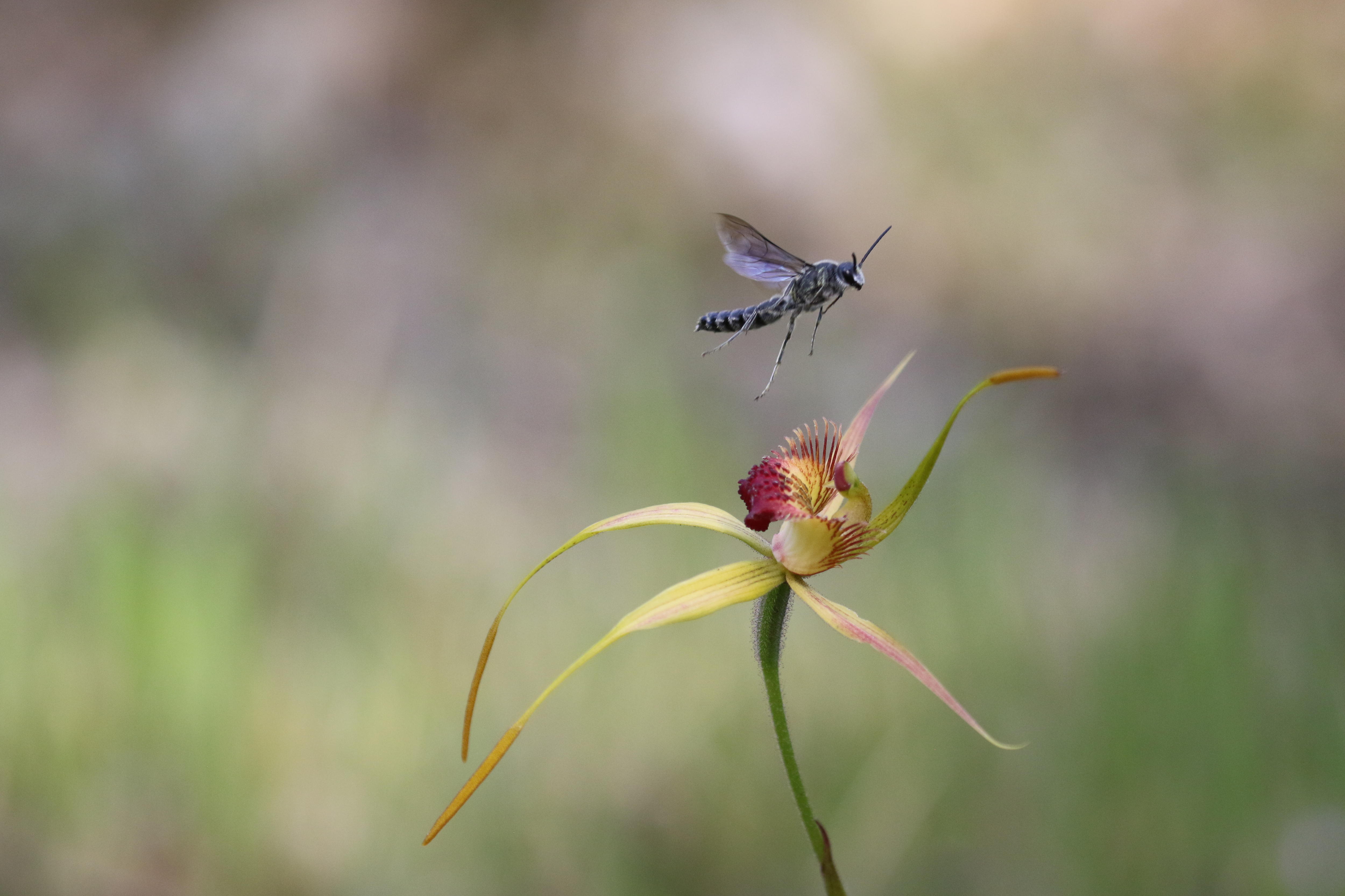 A close up of a delicate pink and light green flower on a thin green stem, an insect or bee flutters on top, background blurred.