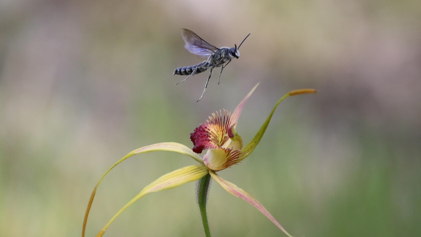 A close up of a delicate pink and light green flower on a thin green stem, an insect or bee flutters on top, background blurred.