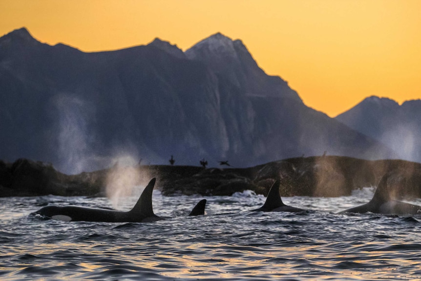 A pod of killer whales hunting off northern Norway