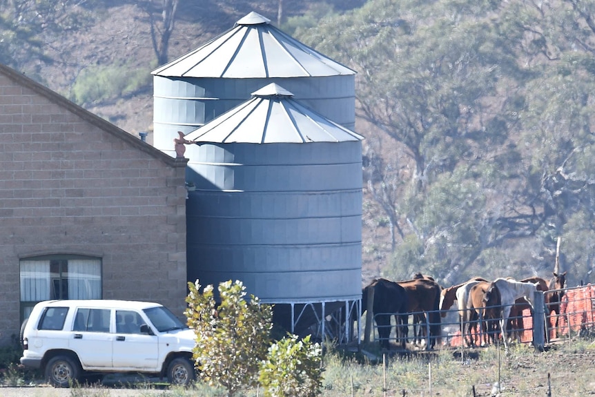 Horses stand in a paddock at a property in Bulla north of Melbourne