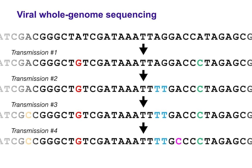 Four lines of the letter ACGT, with a few discrepancies that represent changes in the virus