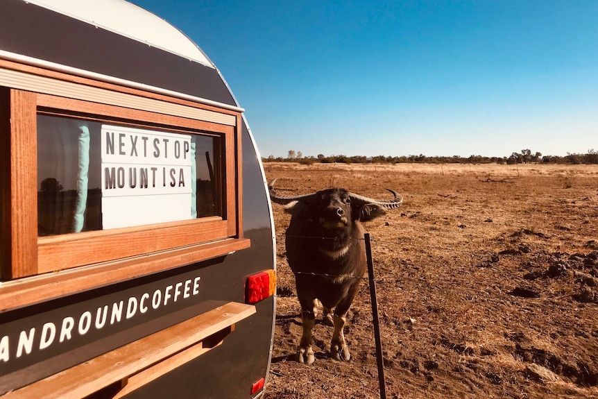A vintage-looking caravan in an outback field, with a bull standing near it.