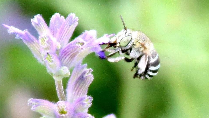 A blue banded bee on a flower