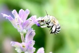 A blue banded bee on a flower
