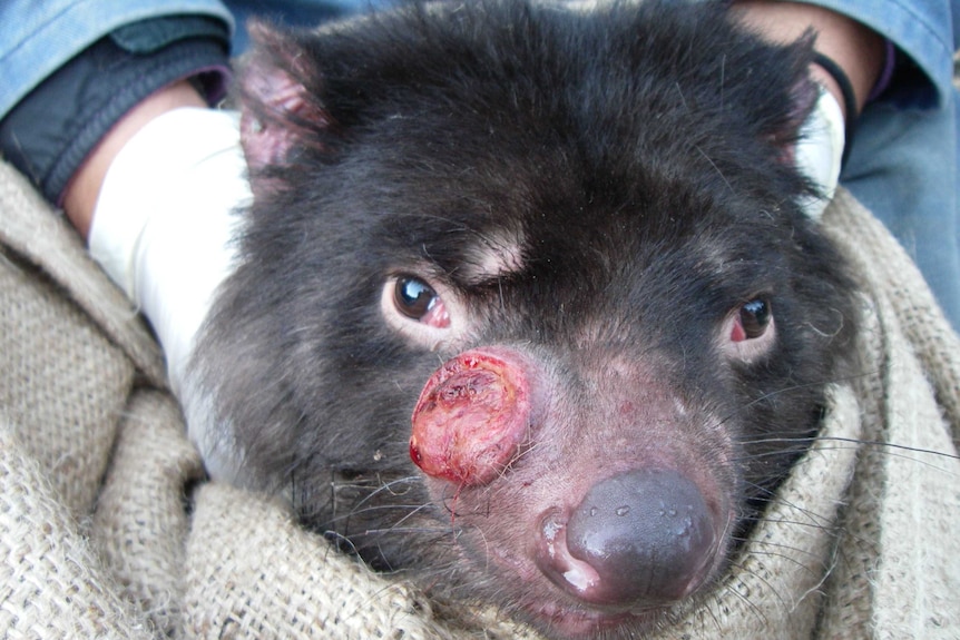Close up of Tasmanian devil with facial tumour
