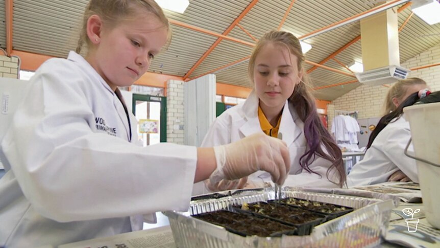 Primary school students in white lab coats planting seeds in aluminium tray