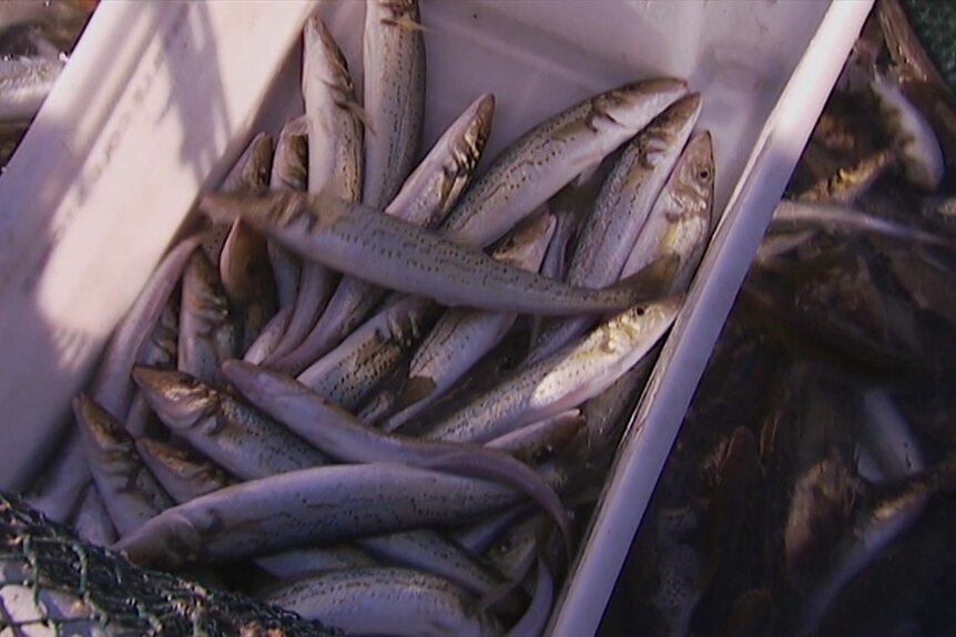 Bait shortage looms as Port Phillip Bay net fishes face their final haul -  ABC News