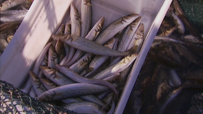 Photo of freshly caught sardines Port Phillip Bay