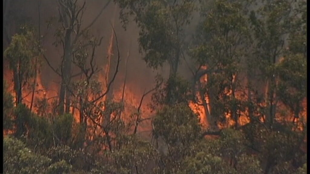 Flames are visible as a bushfire burns in the forest.