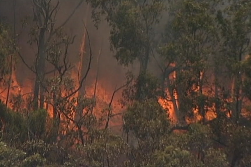 Flames are visible as a bushfire burns in the forest.