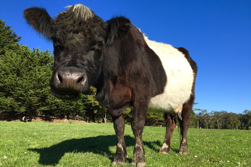 cow in a field