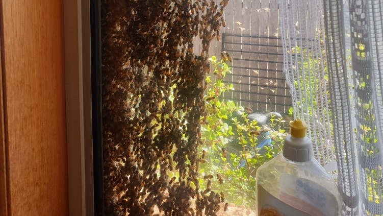hundreds on bees swarm on a kitchen window