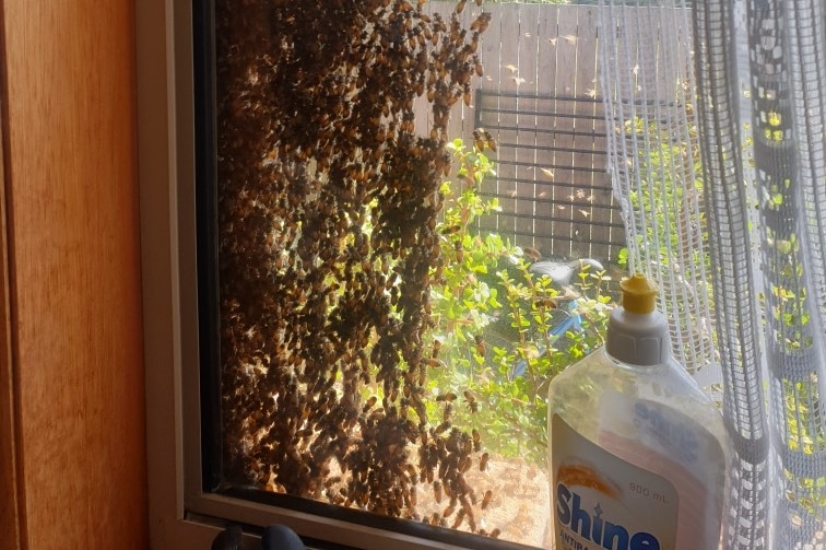 hundreds on bees swarm on a kitchen window