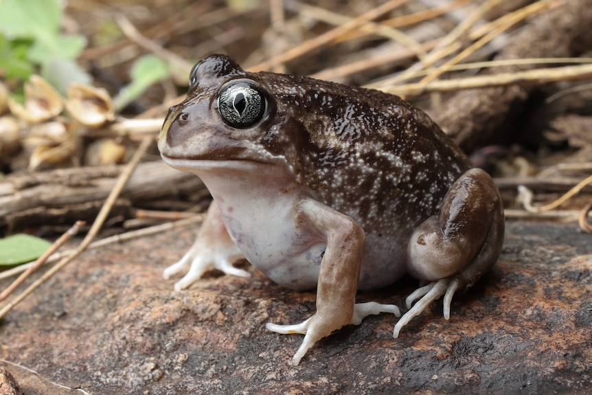 The moaning frog is a squat brown shiny frog, white belly and shiny bulging eyes.