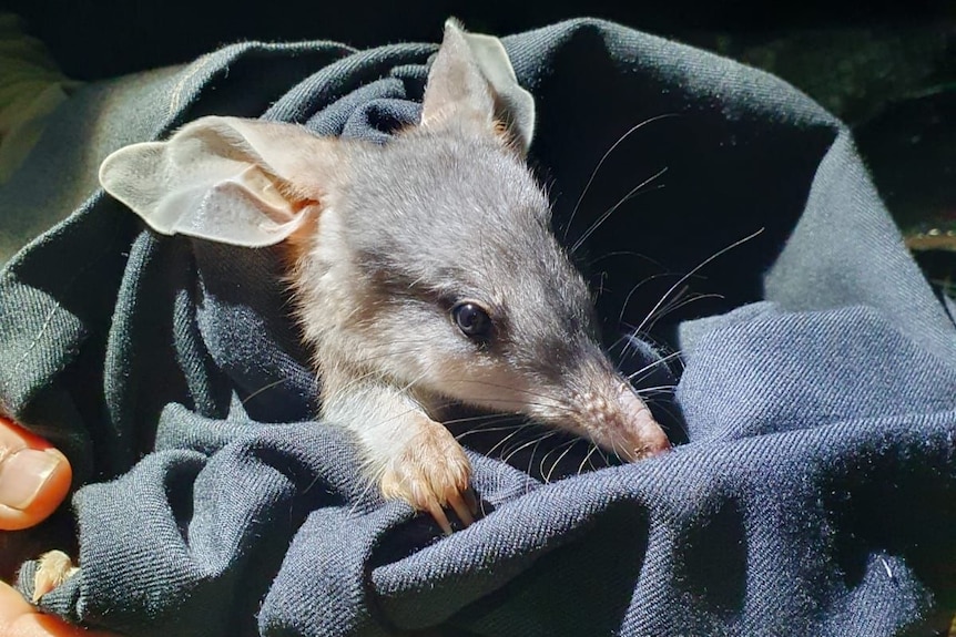 A bilby is wrapped in a blanked. Its grey face, floppy ears and pink nose are peeping out.