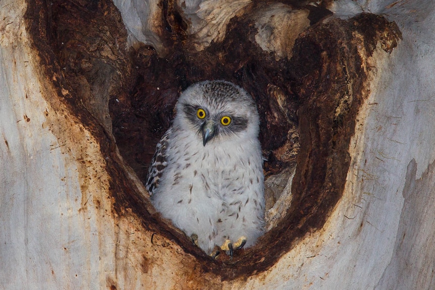Powerful owl chick in a tree hollow