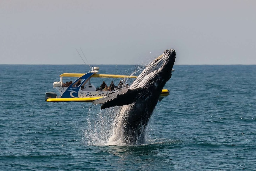 Passengers watching a whale breach from onboard one of Port Jet Cruise Adventures' smaller boats.