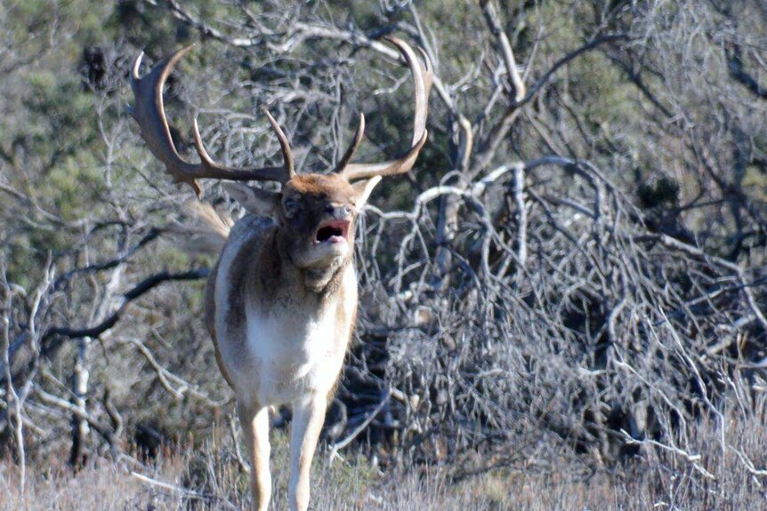 Fallow buck deer calls out in Tasmania.