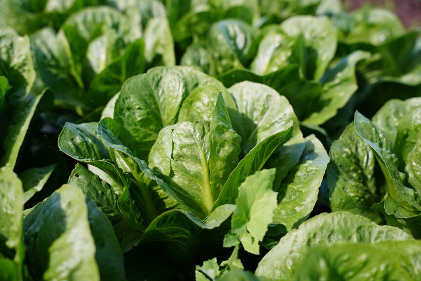 Close up shot of a head of cos lettuce