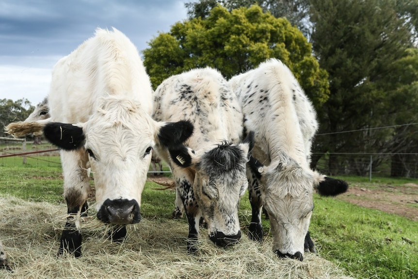 Three British White Cattle with black specks grassing in a paddock.