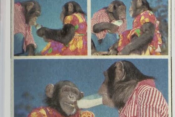 A colour photo of two chimpanzees dressed in human clothes in the Australian Women's Weekly in 1975