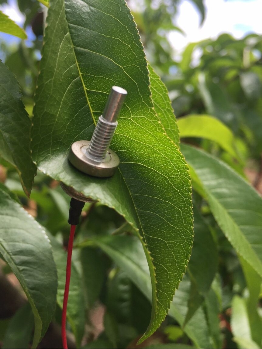 A sensor, looking like a metal bolt, on a green nectarine leaf