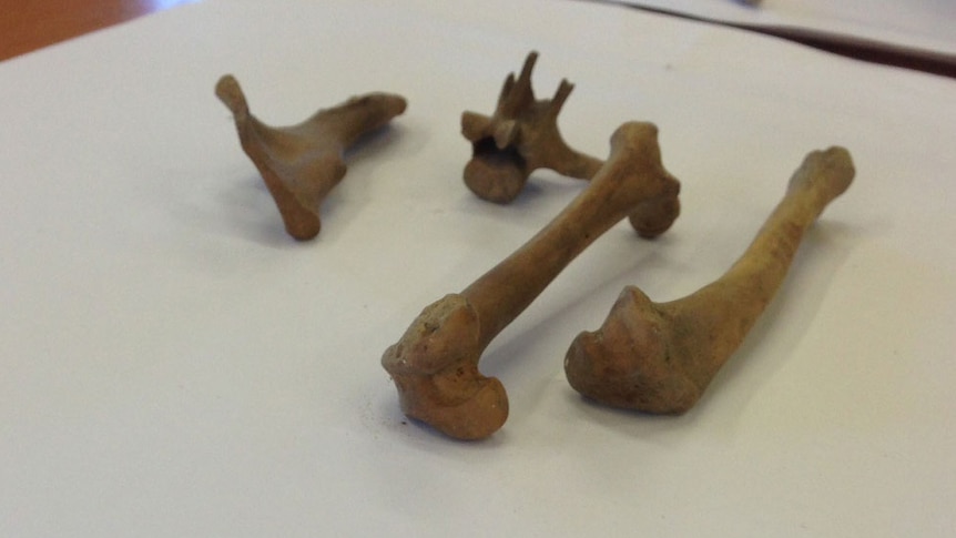 Bones of a cat thought to have been placed in the National Trust building as early as 1860.