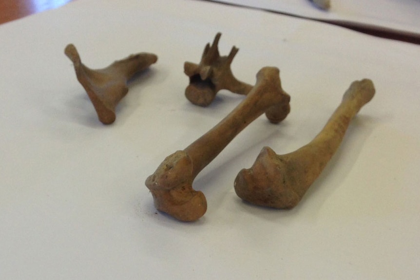 Bones of a cat thought to have been placed in the National Trust building as early as 1860.