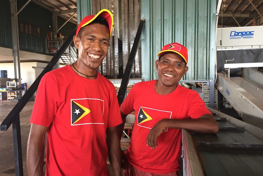 Big smiles from Mariano da Costa and Calisto Do Santos in a mango packing shed