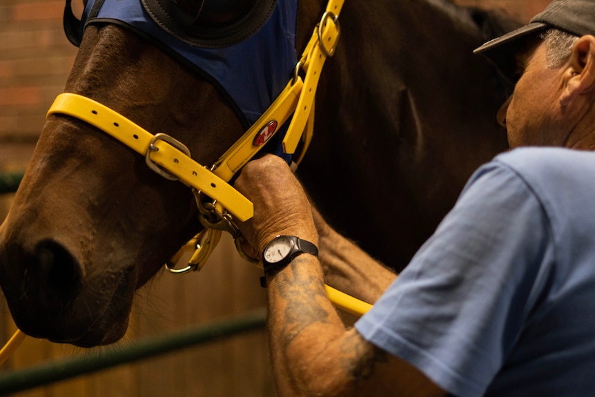 A man adjusts a harness on a horse.