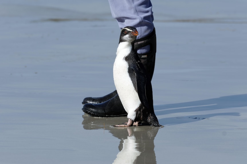 Tawaki penguin prepares to go back to the wild