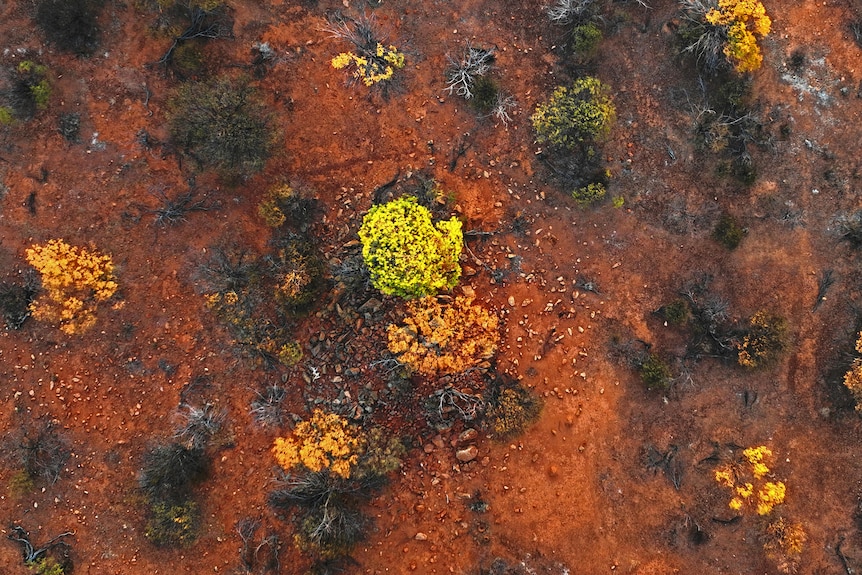 An aerial shot of a Desert Kurrajong tree standing out from the other plant species