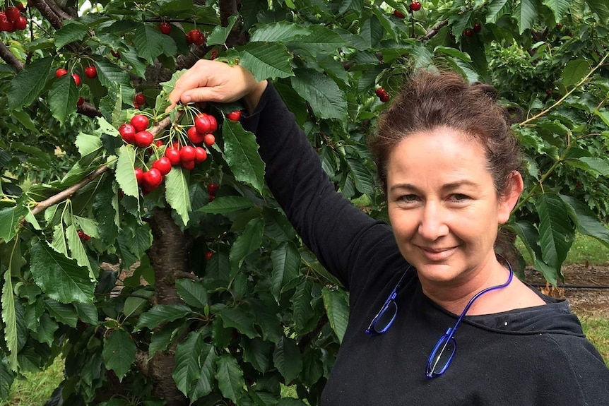 A woman standing in front of a cherry tree holding a bunch of cherries