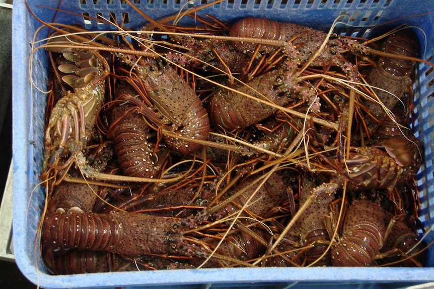 Rock lobsters seized in WA black market probe