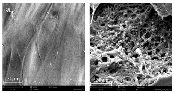 Two black and white photos side-by-side, showing how much plastic has disintegrated after a fungus treatment.