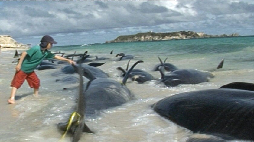 Whale rescue augusta WA