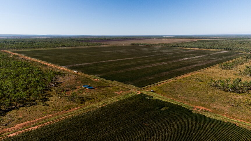 An aerial view of 200 hectares of rain fed cotton crops at Douglas  Station in the Northern Territory. 