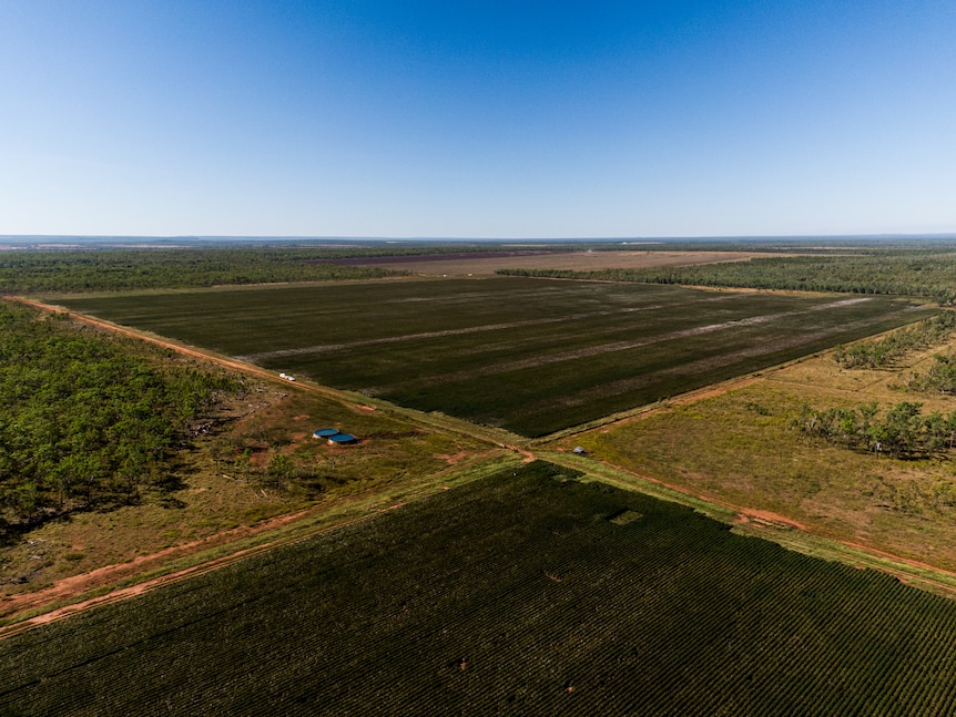 An aerial view of 200 hectares of rain fed cotton crops at Douglas  Station in the Northern Territory. 
