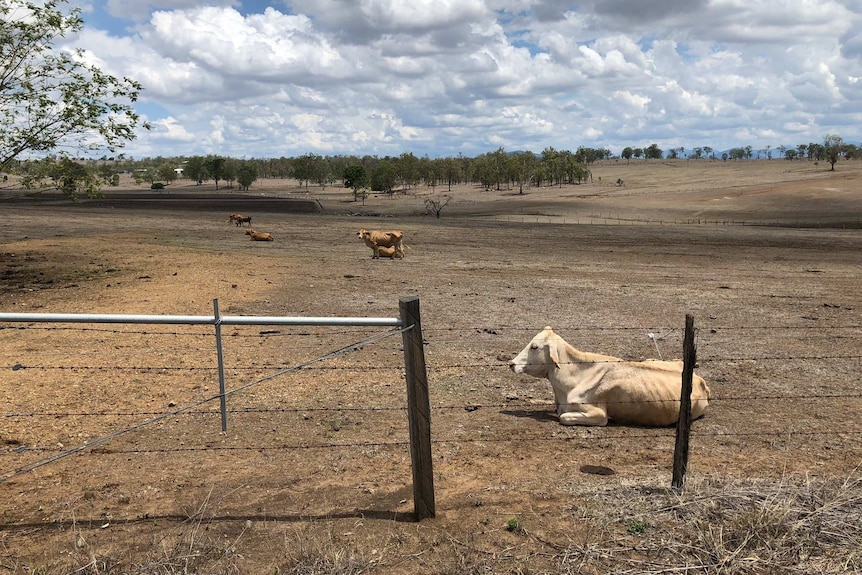 Cattle sit on the dry ground of a property. They appear underweight.